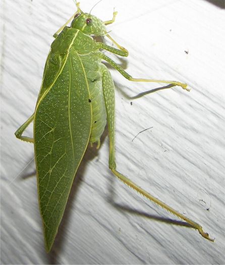 Greater Anglewing Katydid - Microcentrum rhombifolium