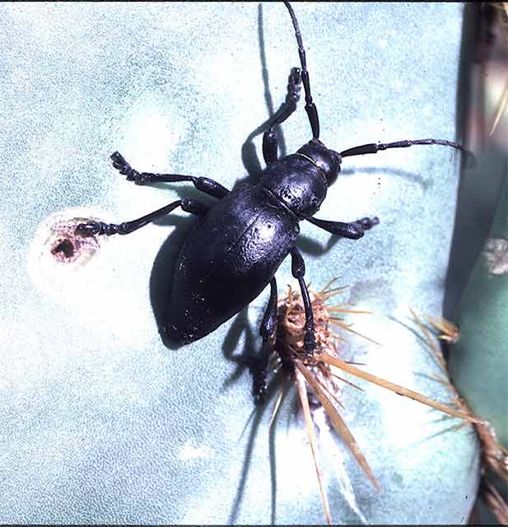 Cactus Longhorn Beetle -  Moneilema sp.