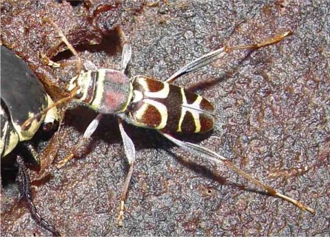 Neoclytus mucronatus vogti Linsley, 1957