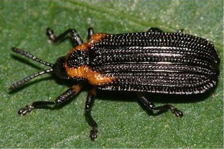 Orange-shouldered Leaf Miner - Odontota scapularis (Olivier)