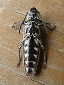 Palmetto Longhorn - Osmopleura chamaeropis (Horn 1893)