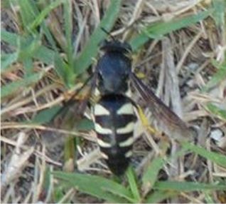 Bicyrtes quadrifasciatus - Palmetto Longhorn model ?