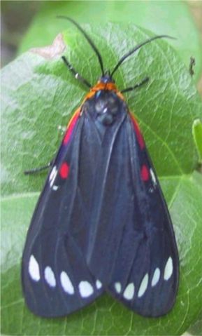 Saucy Beauty - Phaloesia saucia Walker, 1854