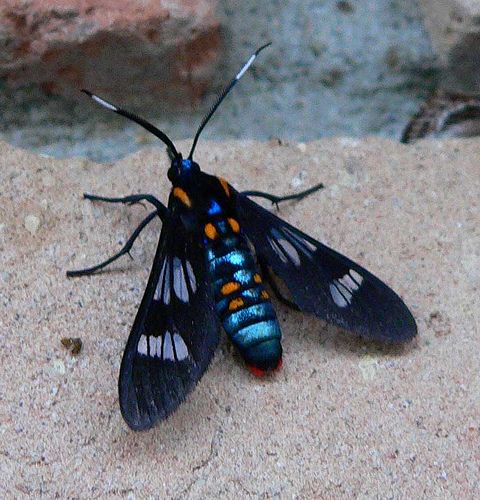 Scarlet-bodied Wasp Moth - Cosmosoma myrodora