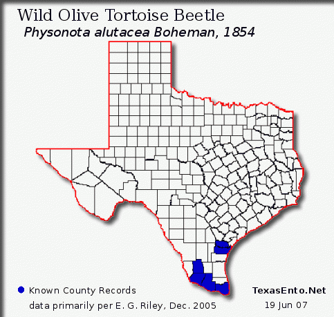 Wild Olive Tortoise Beetle - Physonota alutacea