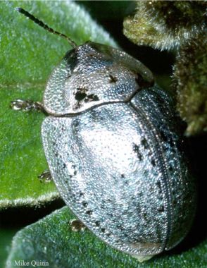 Wild Olive Tortoise Beetle - Physonota alutacea
