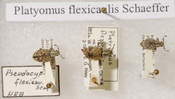 Ebony Broad-nosed Weevil - Platyomus flexicaulis (Schaeffer 1905)