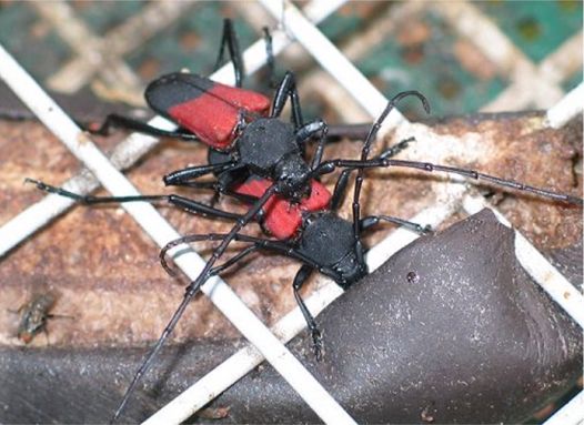 Linsley's Purplescent Longhorn - Purpuricenus linsleyi Chemsak, 1961