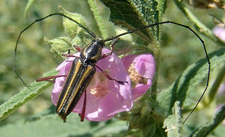 Sphaenothecus bivittata Dupont, 1838