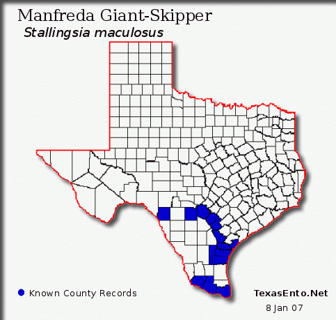 Manfreda Giant-Skipper - Stallingsia maculosus