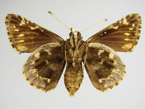 Manfreda Giant-Skipper - Stallingsia maculosus