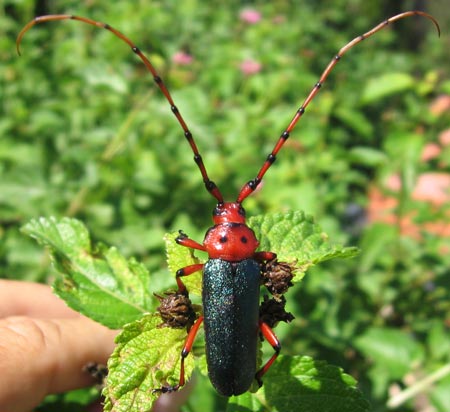 Stenaspis verticalis insignis (Casey)