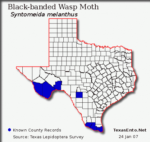 Black-banded Wasp Moth - Syntomeida melanthus