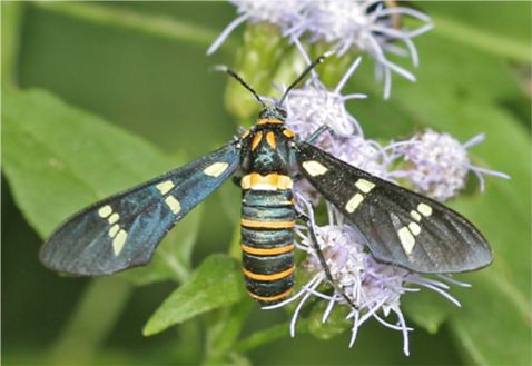 Black-banded Wasp Moth - Syntomeida melanthus