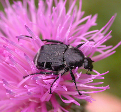 Texas Flower Scarab - Trichiotinus texanus