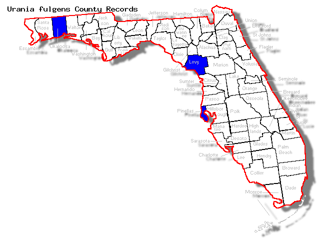 Urania fulgens Florida county records: Levy, Okaloosa, Pinellas