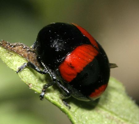 Urodera crucifera texana Schaeffer, 1919