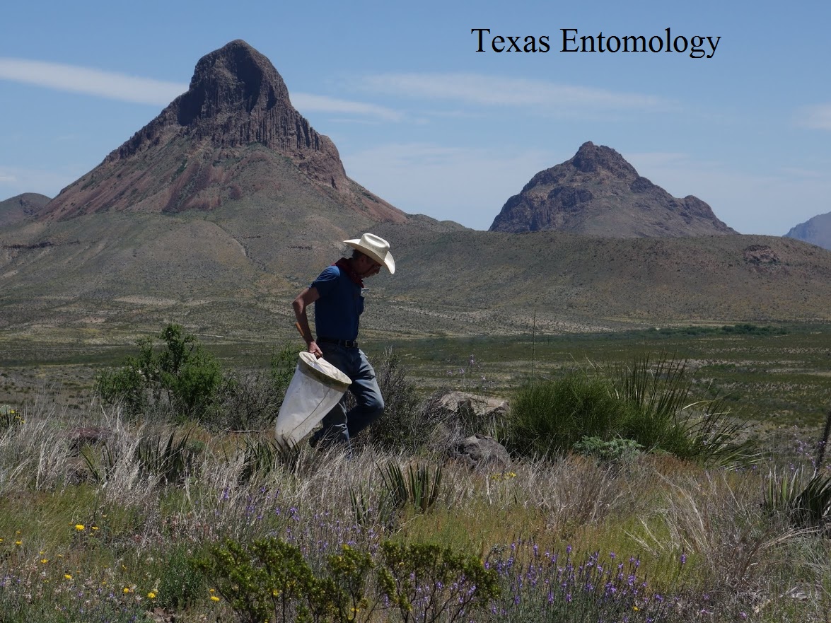 Ed Riley @ Christmas Mountains - EntoBlitz 2015