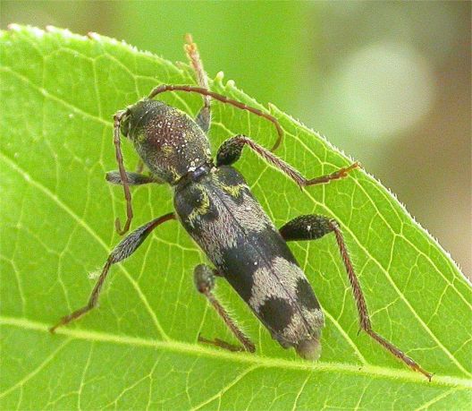 Rustic Borer - Xylotrechus colonus (Fabricius, 1775)