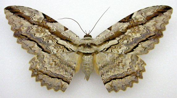 Owl Moth (Thysania zenobia)