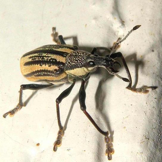 Citrus Root Weevil - Diaprepes abbreviatus