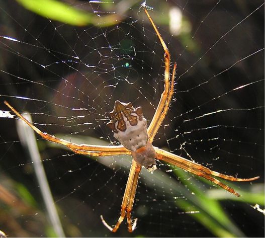 Silver Garden Spider - Argiope argentata (Fabricius, 1775)