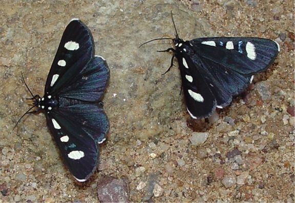 Two-spotted Forester - Alypiodes bimaculata