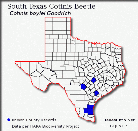 South Texas Coastal Cotinis - Cotinis boylei Goodrich 1966