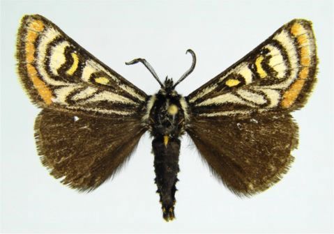 Brilliant Forester - Eupseudomorpha brillians (Neumoegen, 1880)