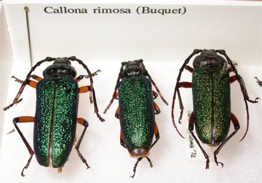 Callona rimosa (Buquet, 1840)