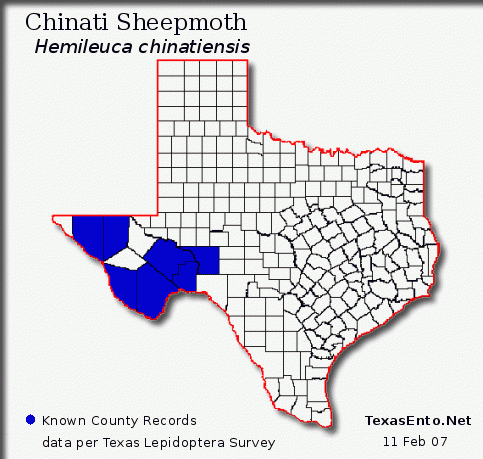 Chinati Sheepmoth - Hemileuca chinatiensis