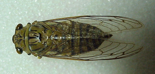 Giant Cicada / Chicharra  Grande - Quesada gigas (Olivier 1790)