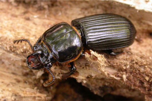 Horned Passalus - Odontotaenius disjunctus (Illiger 1800)