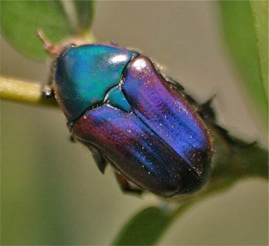 Blue Emerald Euphoria - Euphoria fulgida fuscocyanea Casey 1915