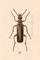 Pyrota insulata (LeConte 1858)