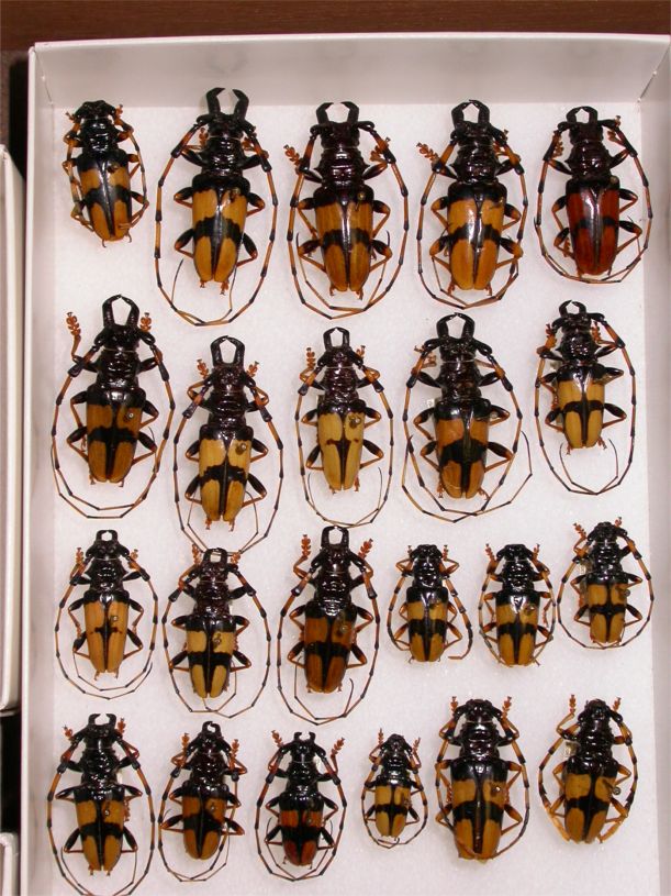 Trachyderes m. mandibularis