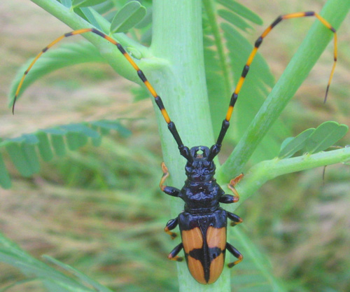 Trachyderes m. mandibularis