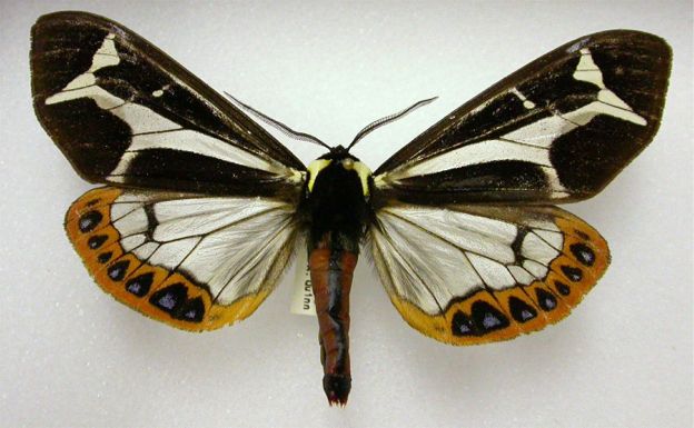 Mariamne's Giant Flag Moth - Dysschema mariamne (Geyer, [1835])