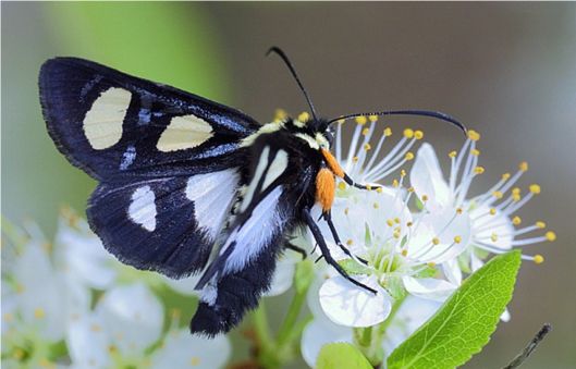 Eight-spotted Forester - Alypia octomaculata (Fabricius, 1775)