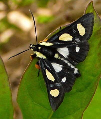 Eight-spotted Forester - Alypia octomaculata (Fabricius, 1775)