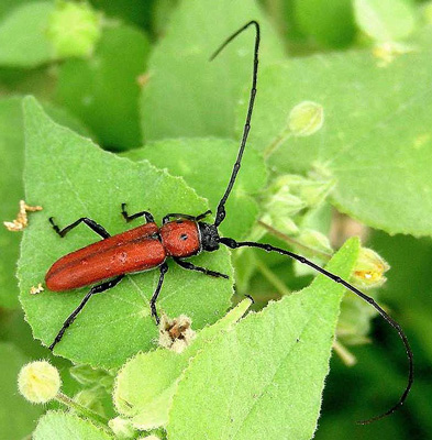 Tylosis oculatus LeConte