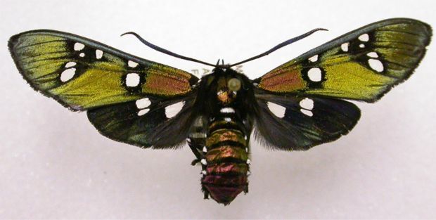 Princely Tiger Moth - Chrysocale principalis (Walker, 1864)