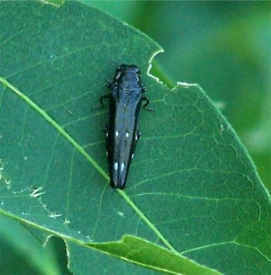 Soapberry Borer - Agrilus prionurus Chevrolat 1838