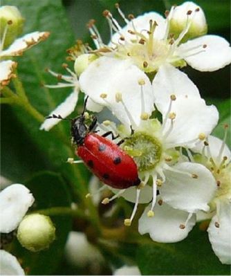 Pelonides quadripunctatus (Say)