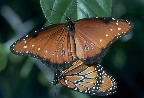 Two Queens Mating