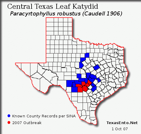 Central Texas Leaf Katydid - Paracyrtophyllus robustus (Caudell 1906)