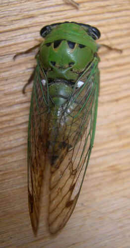 Superb Cicada - Tibicen superba