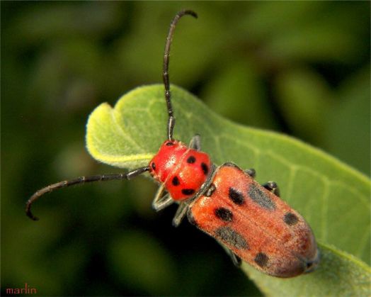 Red Milkweed Beetle - Tetraopes tetrophthalmus (Forster)