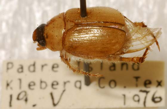 Padre Island Tibial Scarab - Anomala tibialis Schaeffer 1906