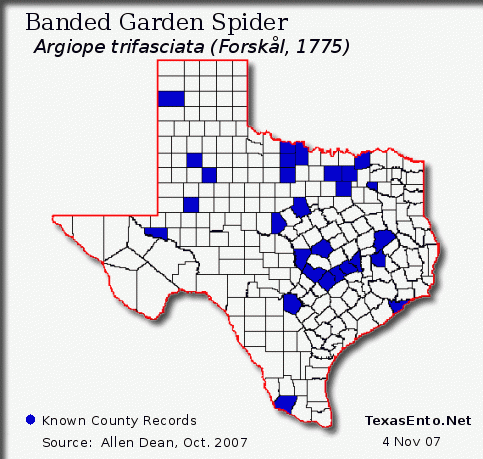 Banded Garden Spider - Argiope trifasciata (Forsk�l, 1775)